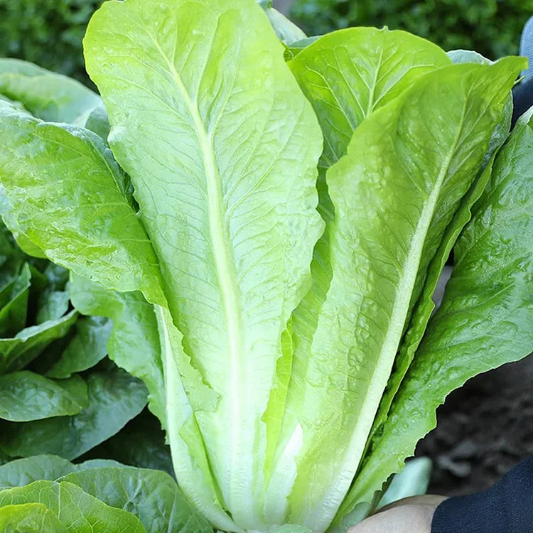 Lettuce Seeds